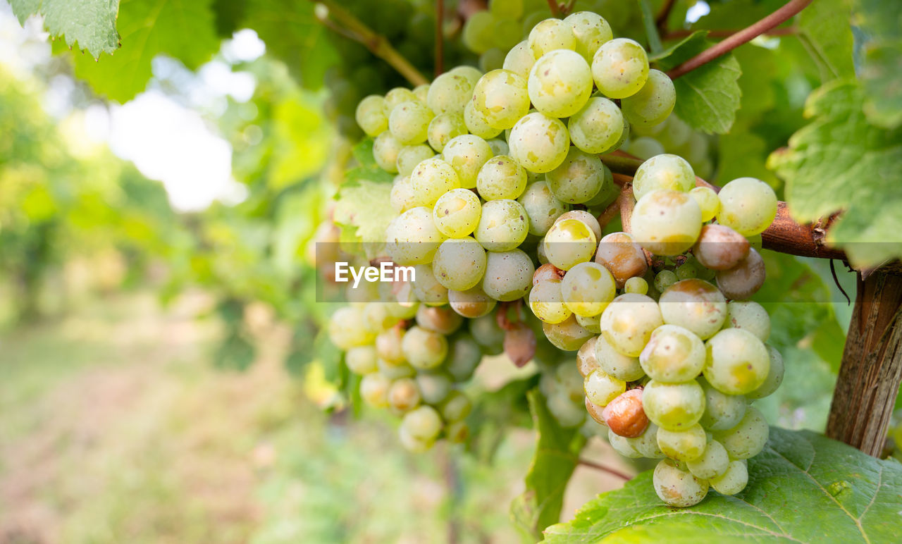 food and drink, food, fruit, healthy eating, vineyard, grape, agriculture, plant, vine, freshness, growth, bunch, crop, landscape, nature, rural scene, produce, leaf, tree, green, plant part, field, winemaking, land, wellbeing, no people, farm, wine, outdoors, alcohol, abundance, day, refreshment, beauty in nature, drink, ripe, environment, grape leaves, close-up, juicy, winery, sultana, social issues, environmental conservation, organic, cultivated, hanging, travel