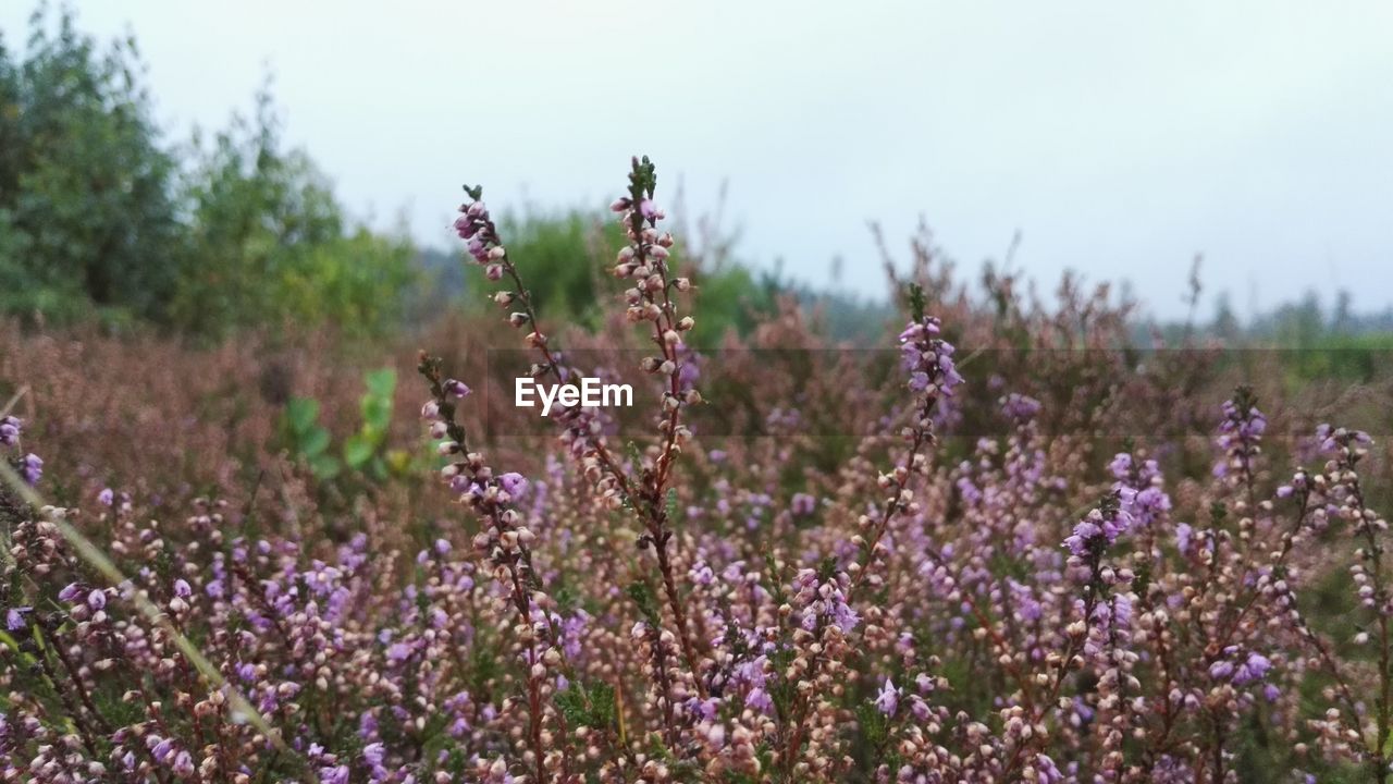 CLOSE-UP OF LAVENDER GROWING IN FIELD