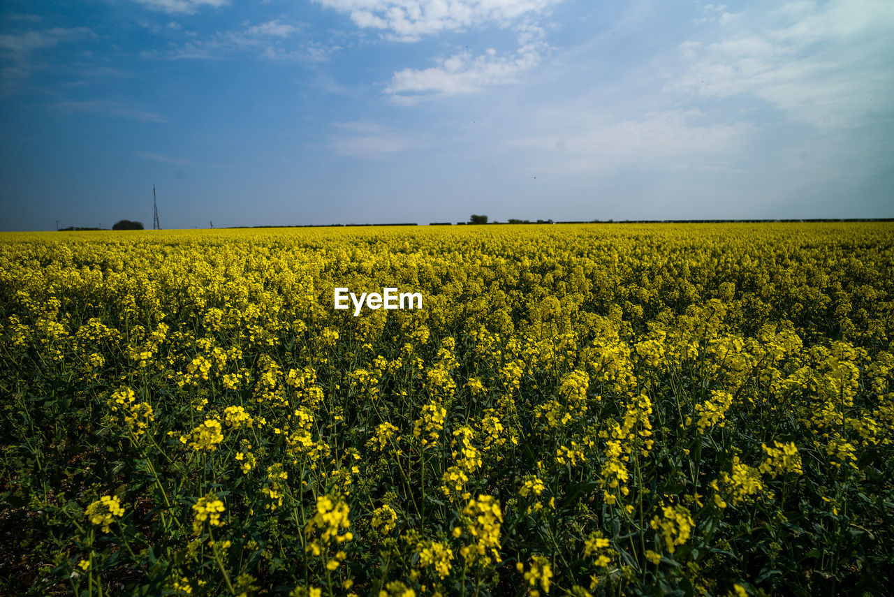 Sunflower field against sky