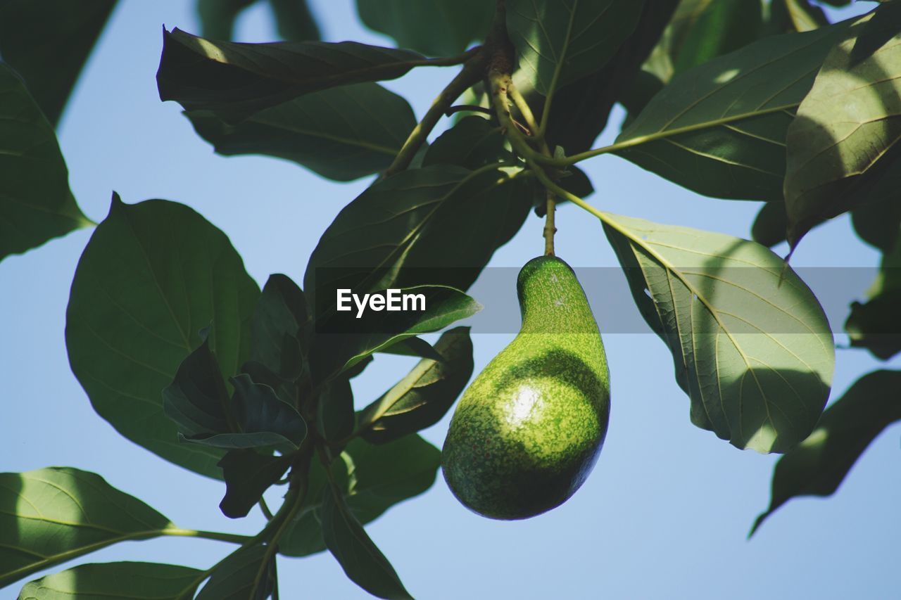 LOW ANGLE VIEW OF FRUITS ON TREE