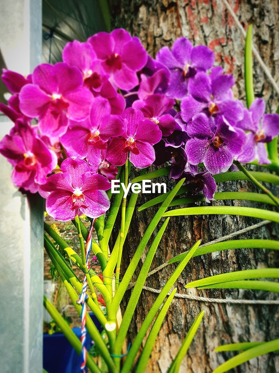 PURPLE FLOWERS BLOOMING OUTDOORS