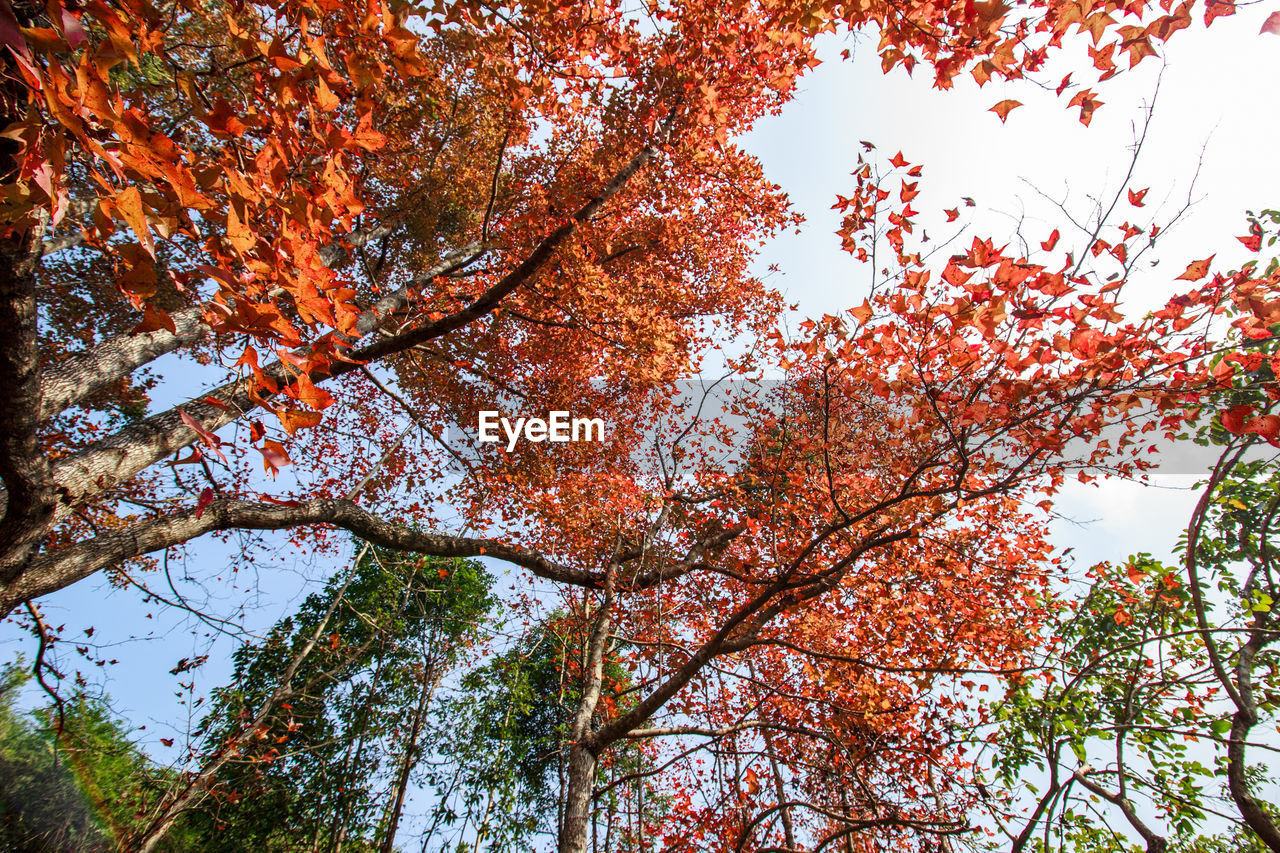 LOW ANGLE VIEW OF BRANCHES AGAINST SKY