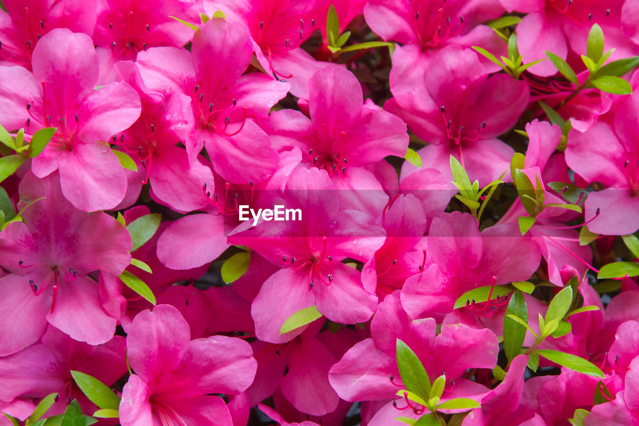 Close-up of pink flowering plants