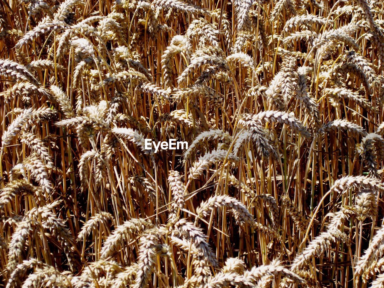 FULL FRAME SHOT OF PLANTS GROWING ON FIELD IN WINTER