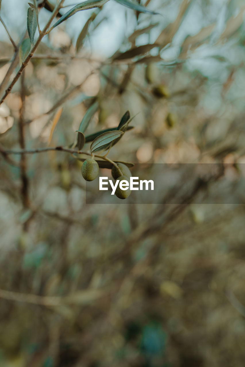 Close-up of olives on tree