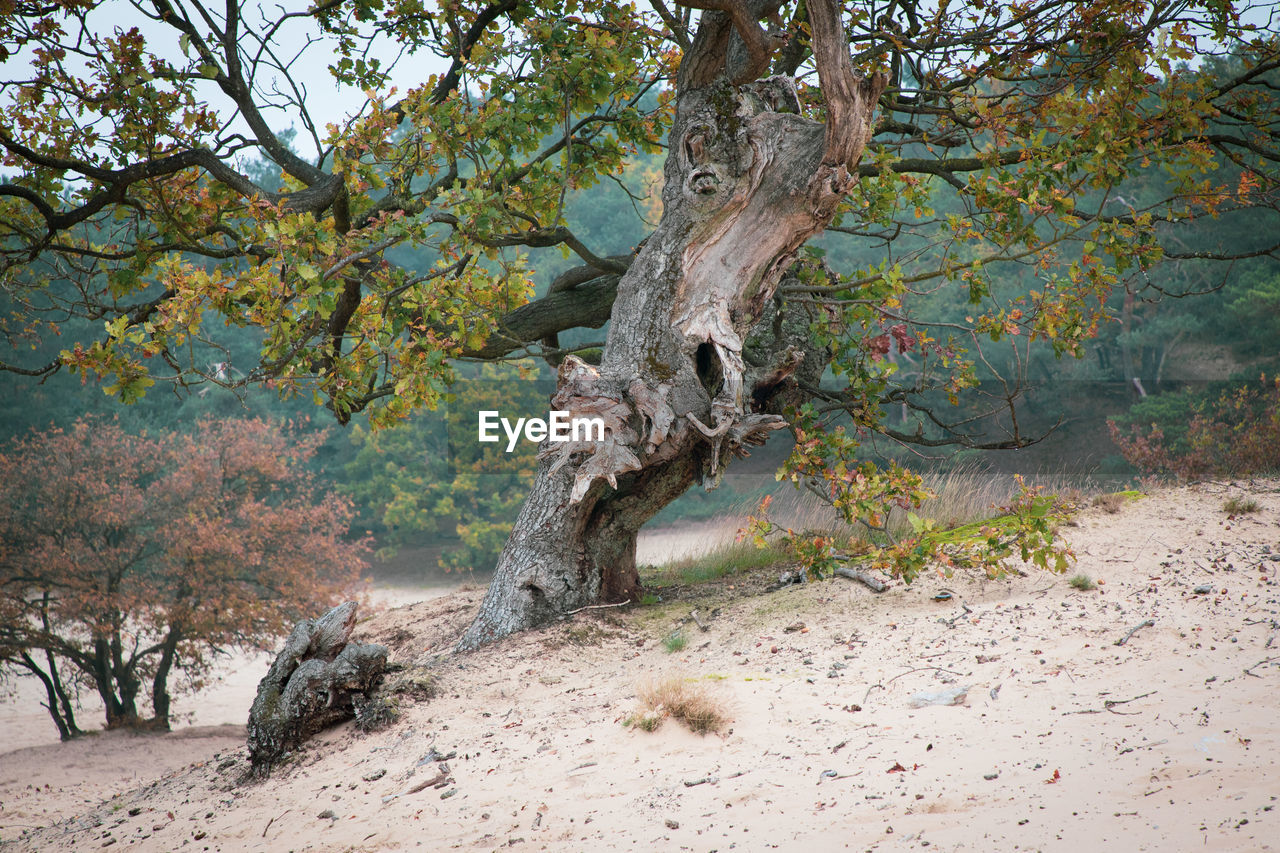 DEAD TREE ON LANDSCAPE