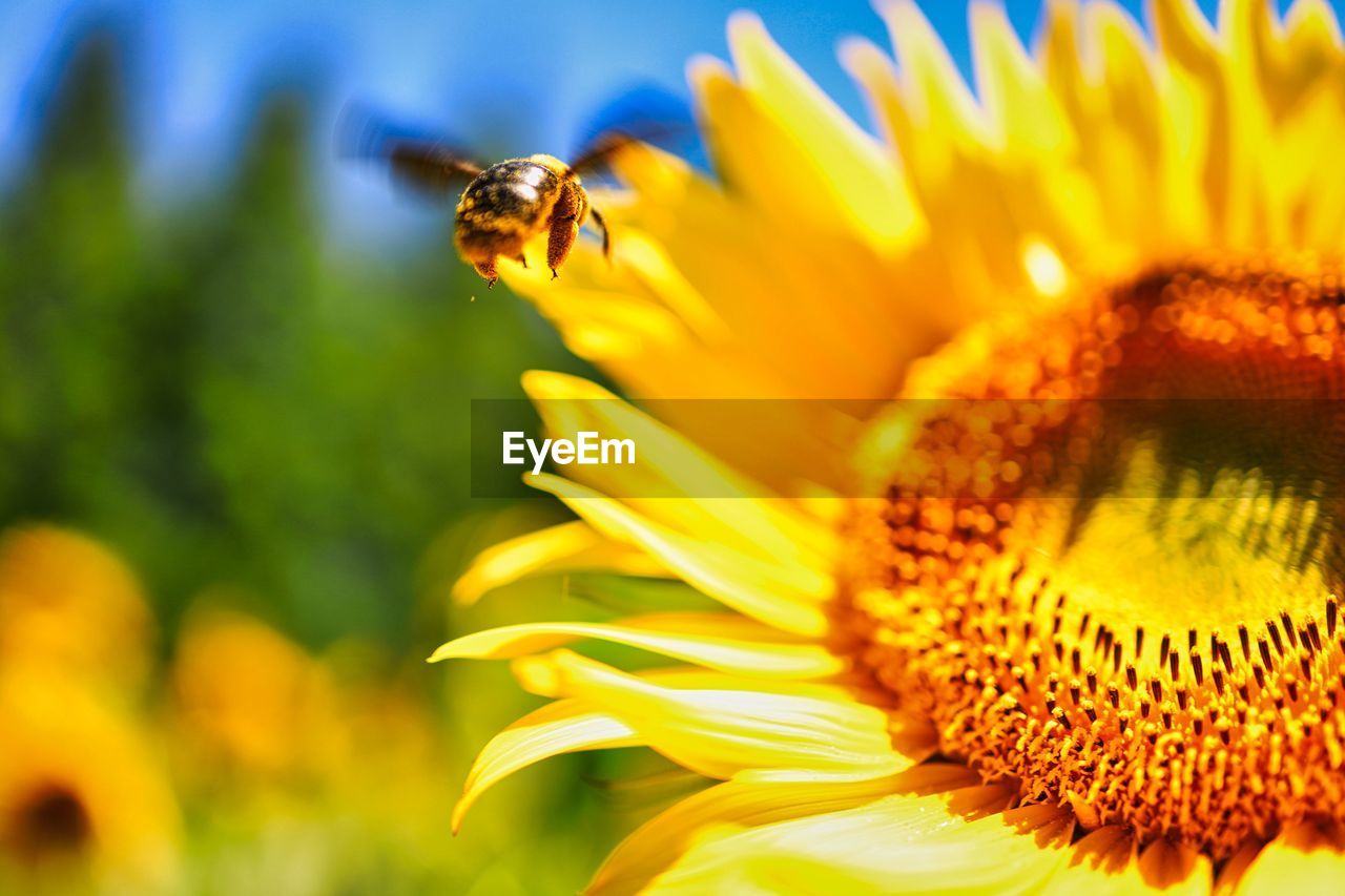 CLOSE-UP OF BEE ON YELLOW FLOWER