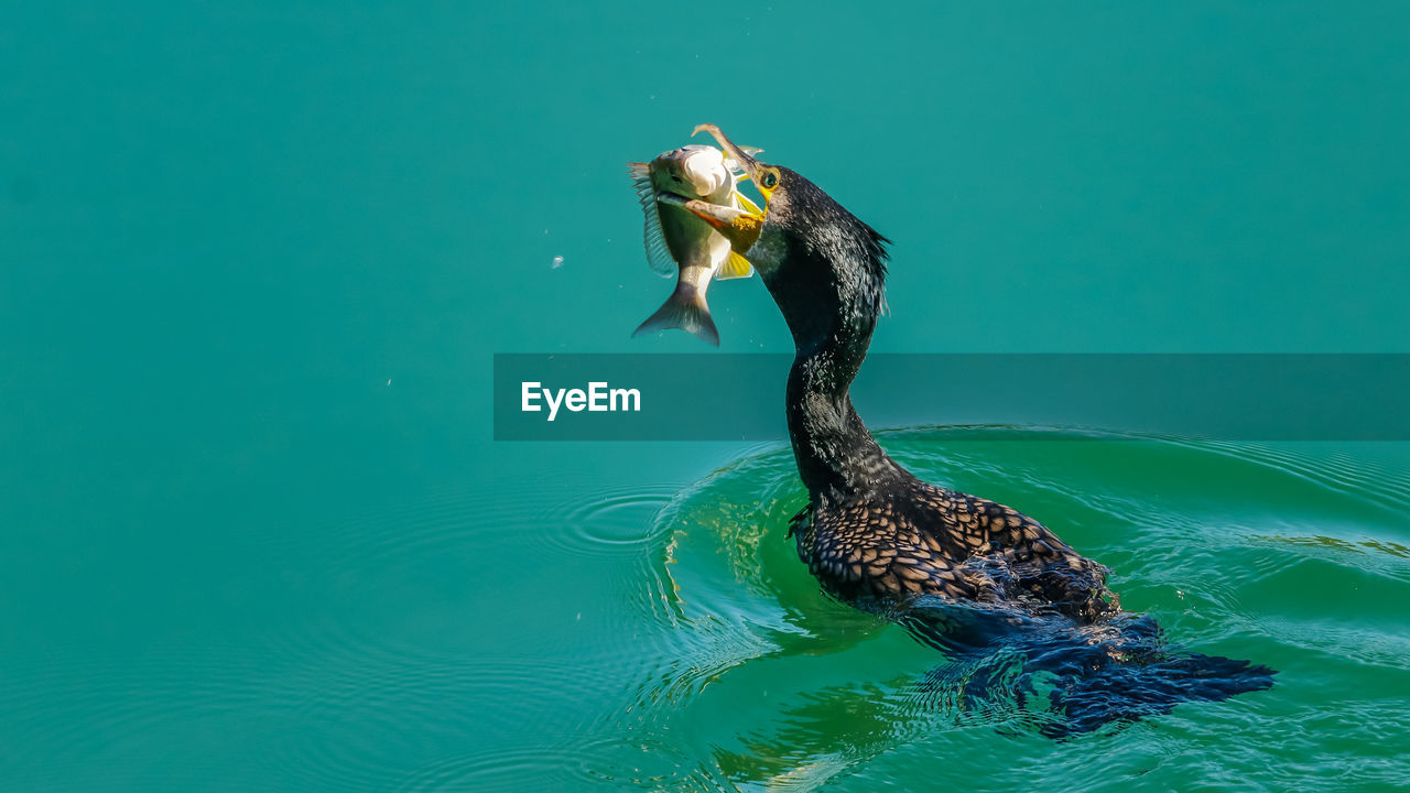 Bird hunting fish in sea