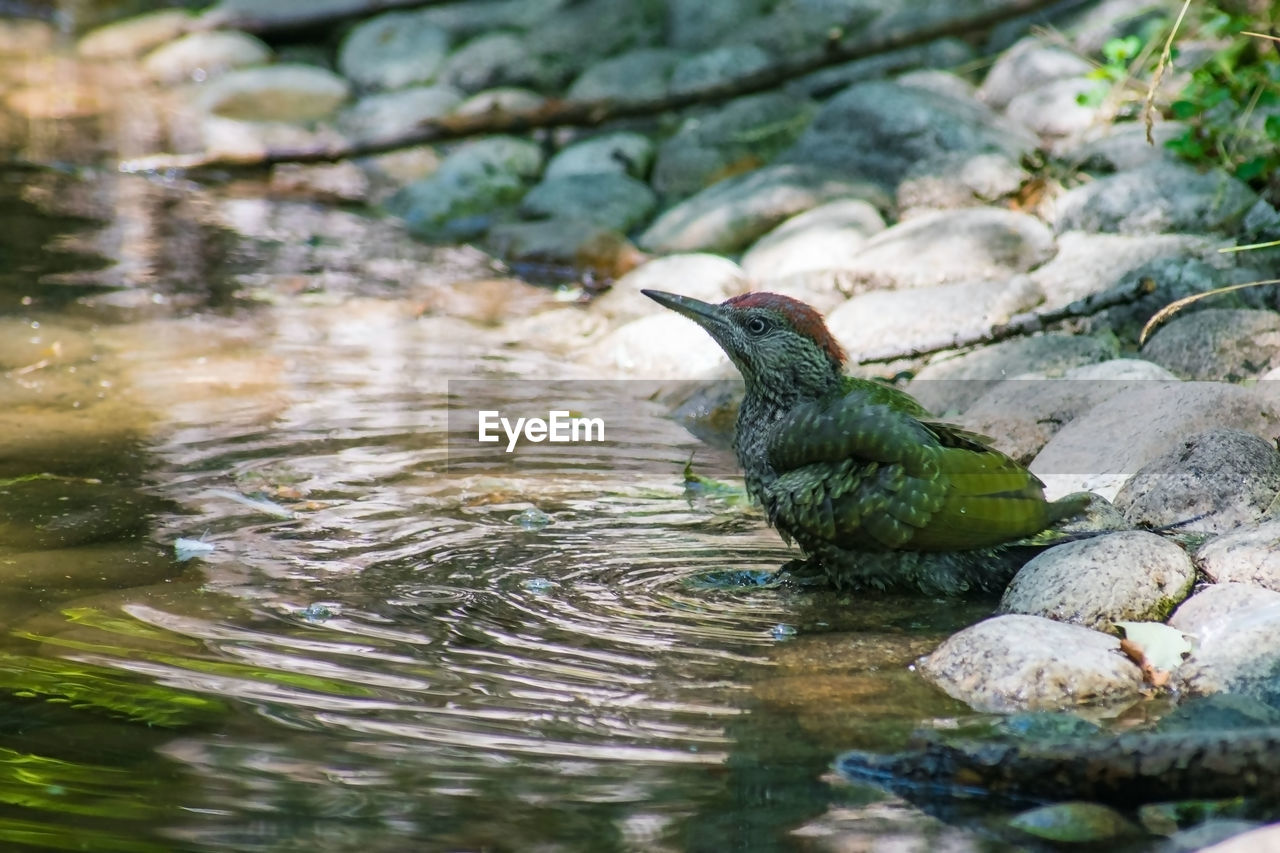 DUCK ON A ROCK