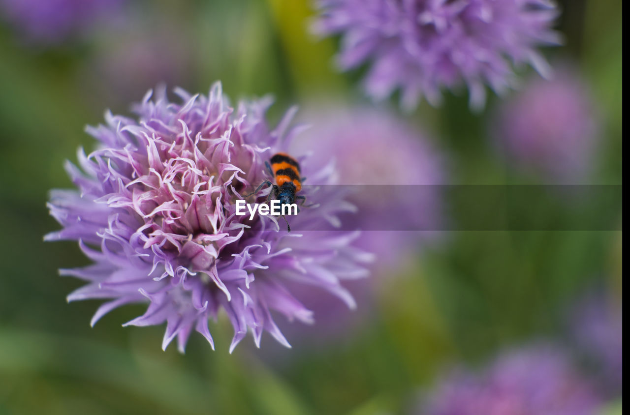 CLOSE-UP OF BEE ON PURPLE FLOWER