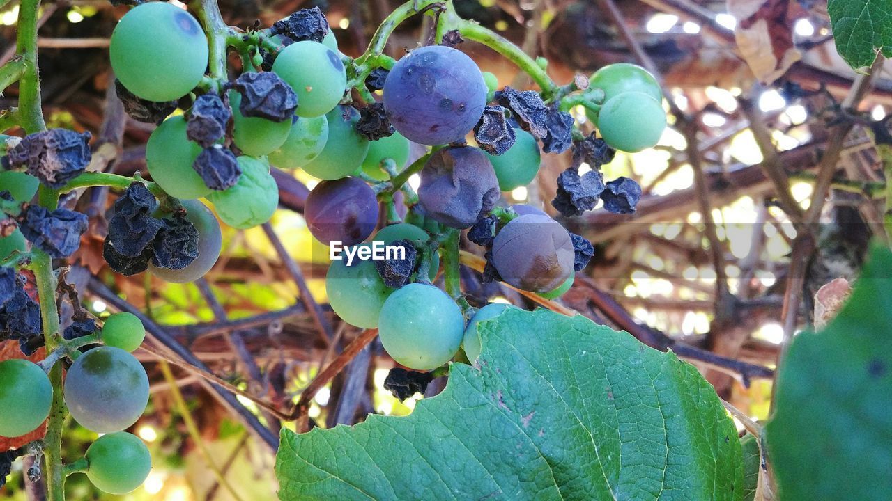 Grapes growing in vineyard