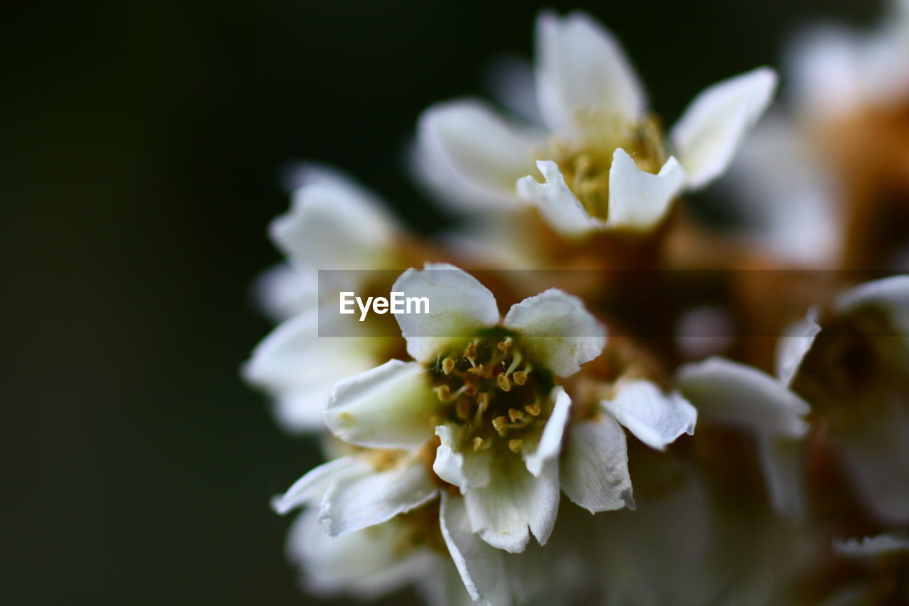 Close-up of white flowers blooming outdoors