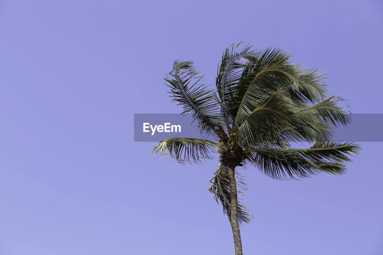 Low angle view of palm tree against clear blue sky