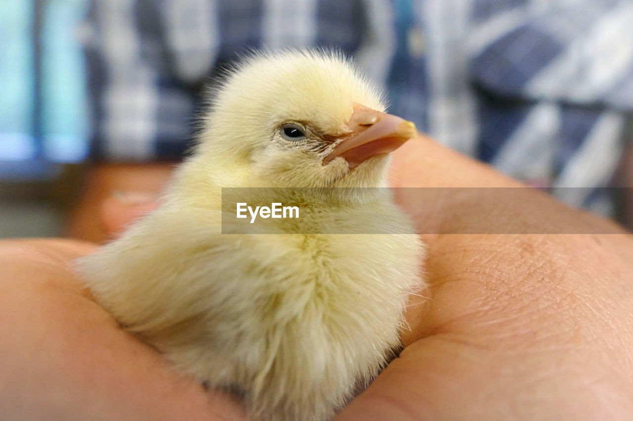 bird, animal themes, animal, young animal, chicken, domestic animals, young bird, pet, beak, livestock, close-up, hand, baby chicken, one animal, agriculture, focus on foreground, mammal, yellow, one person, baby, holding, beginnings, cute, care, nature, farm