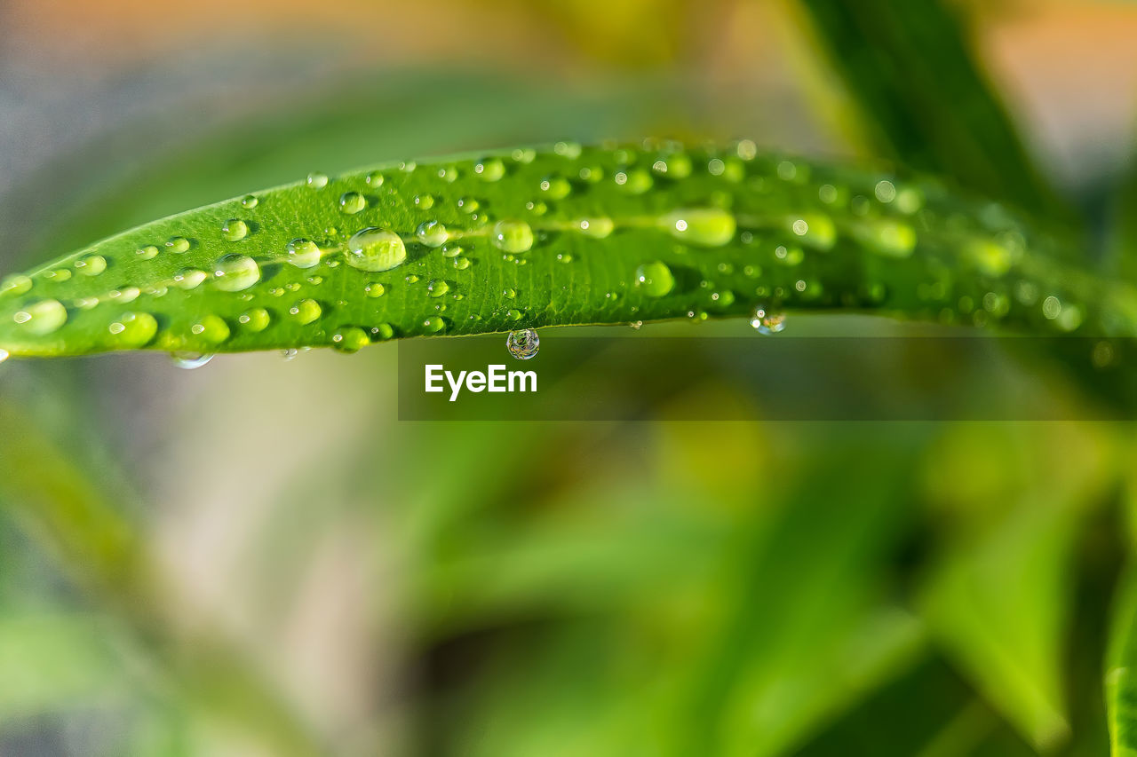 CLOSE-UP OF RAINDROPS ON GREEN LEAF