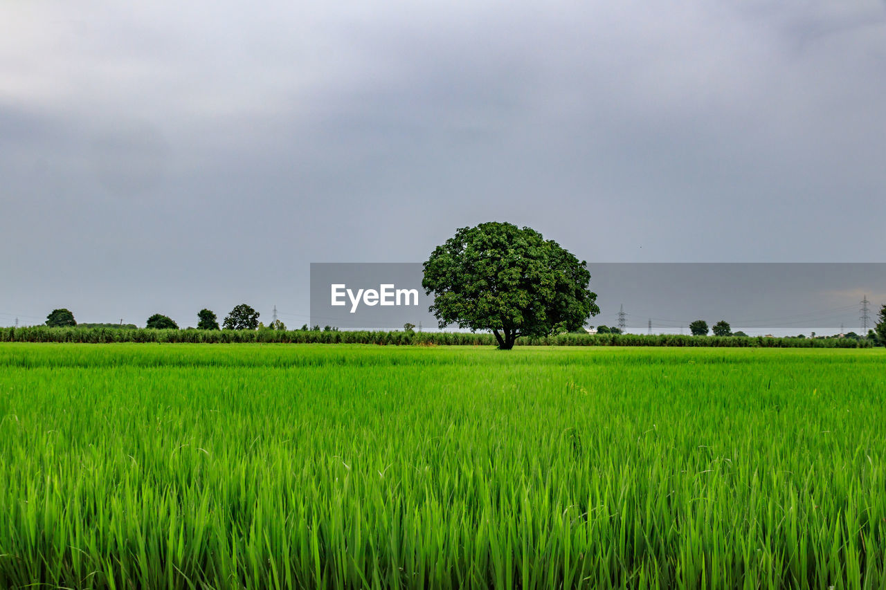 Scenic view of agricultural field against sky