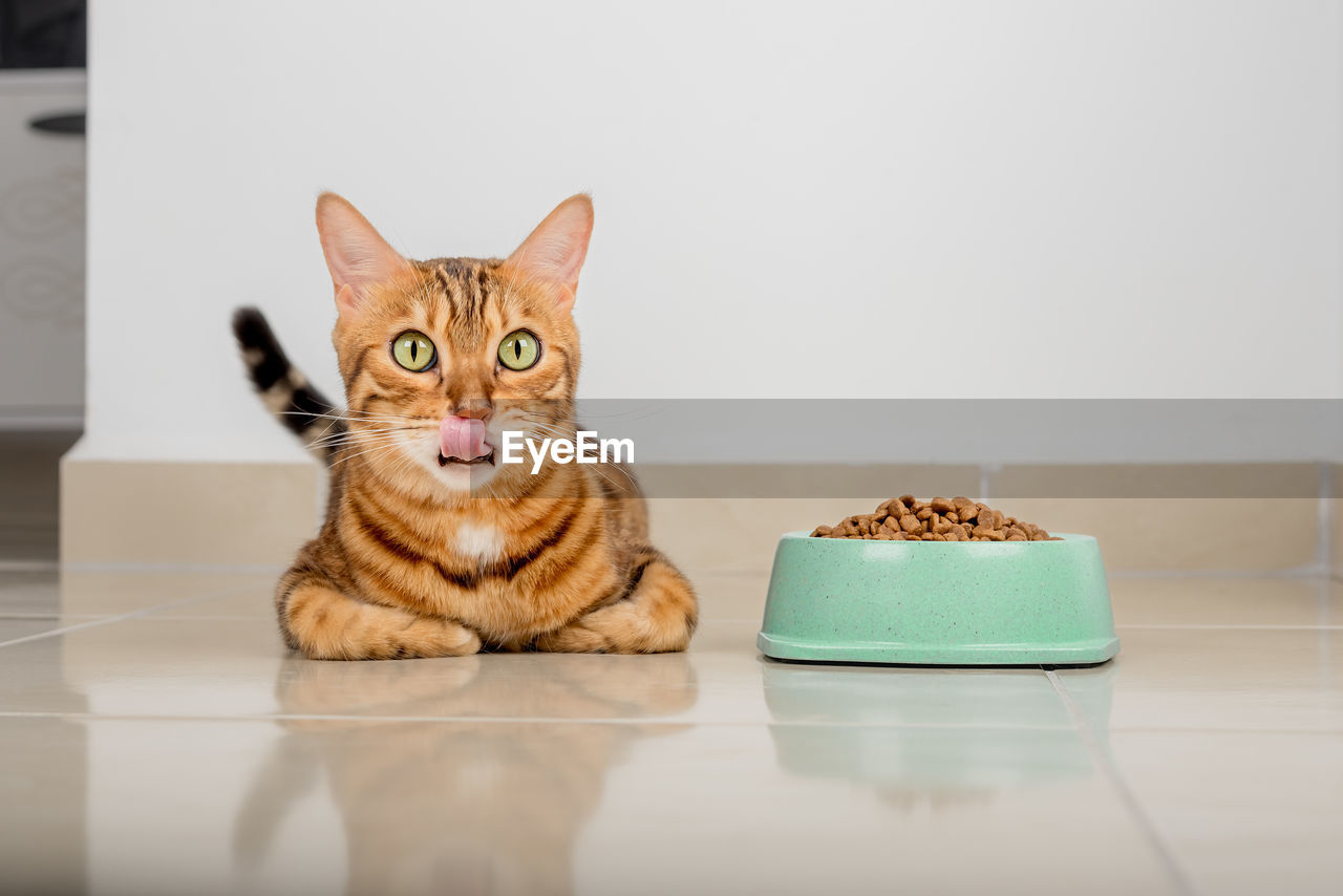 A full bowl of dry food and a licking domestic cat on the floor in the room.