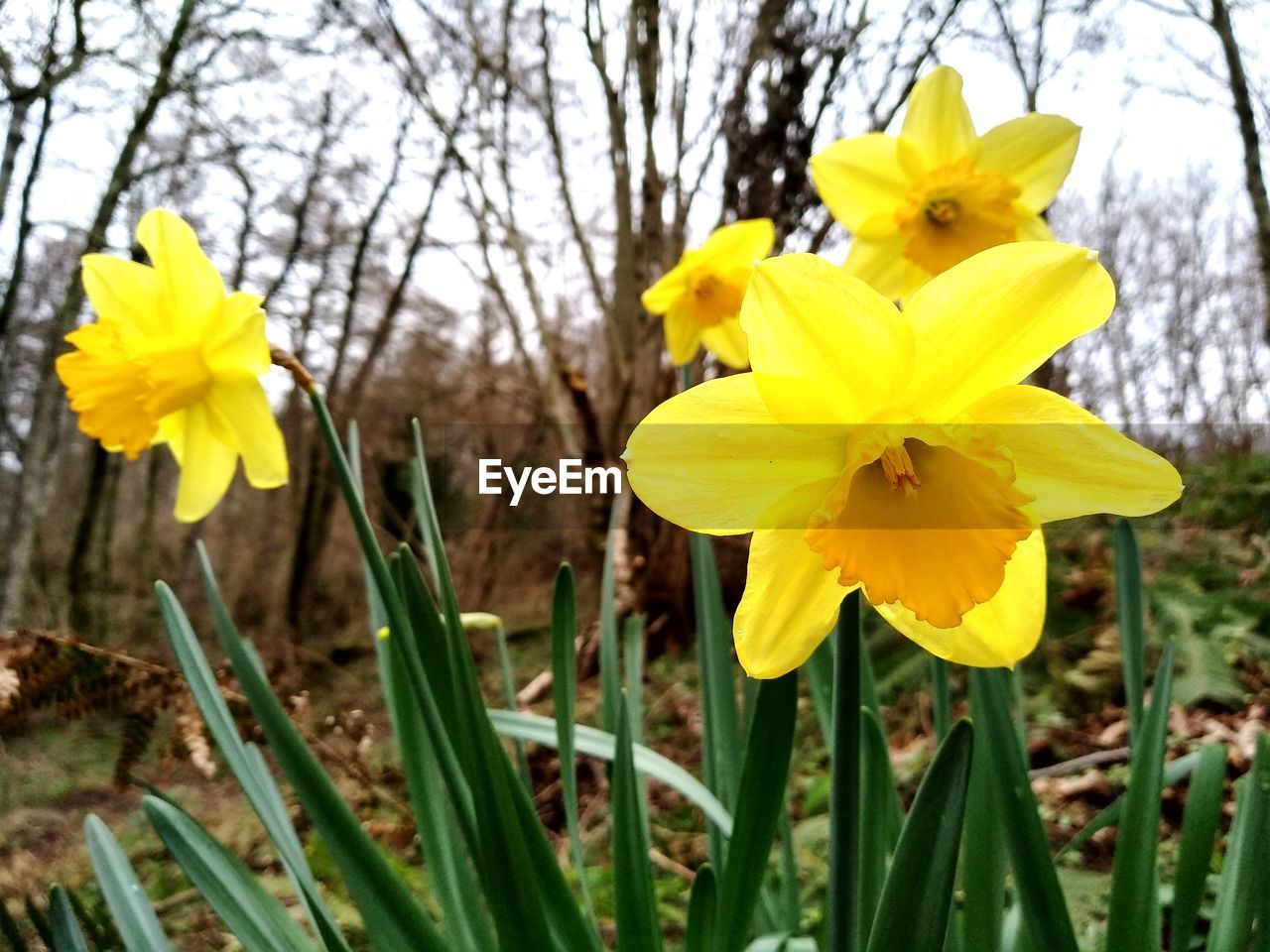 CLOSE-UP OF YELLOW DAFFODIL BLOOMING IN FIELD