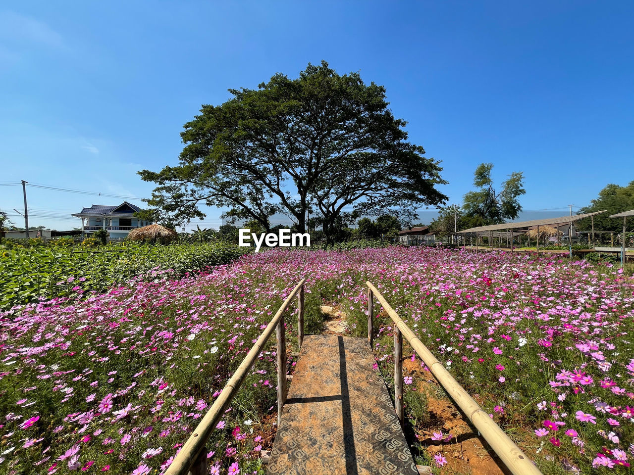 PINK FLOWERING PLANTS AGAINST SKY