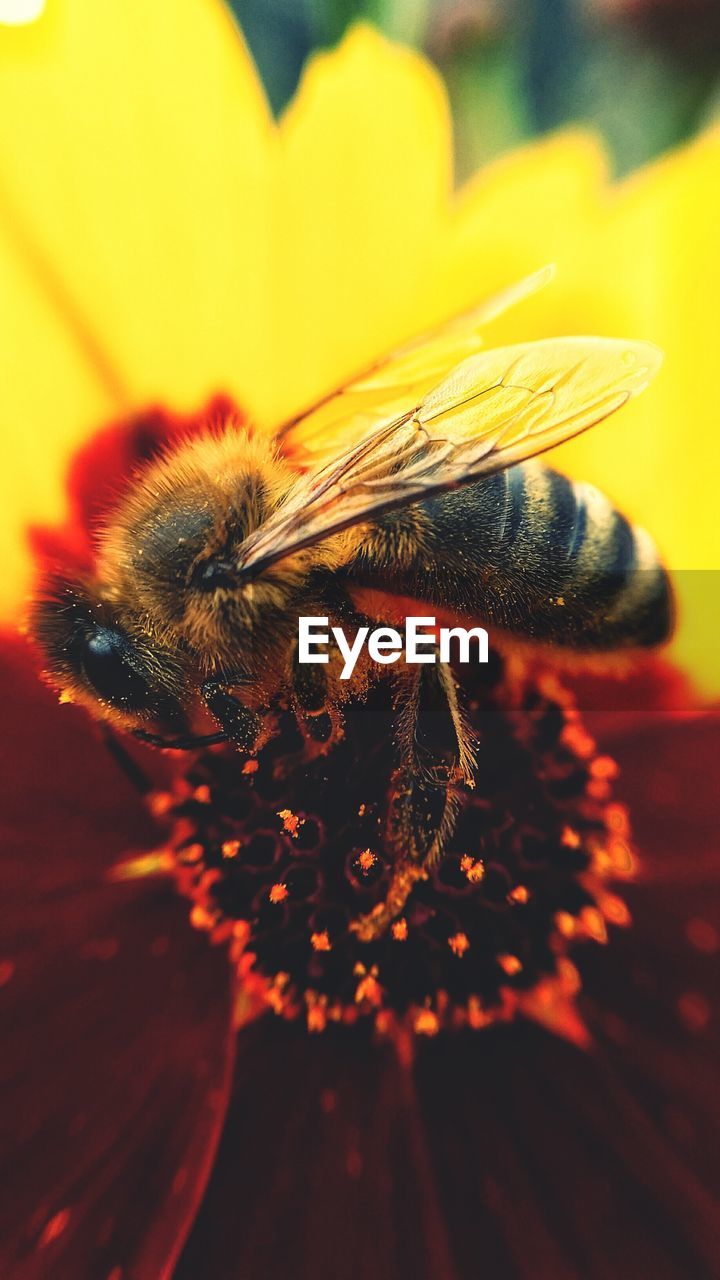 Close-up of bee on flower