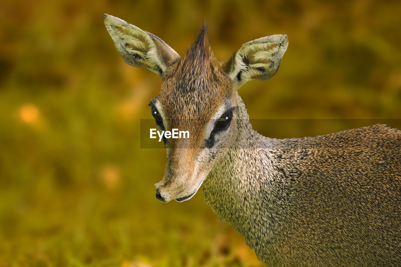 close-up of deer standing on field