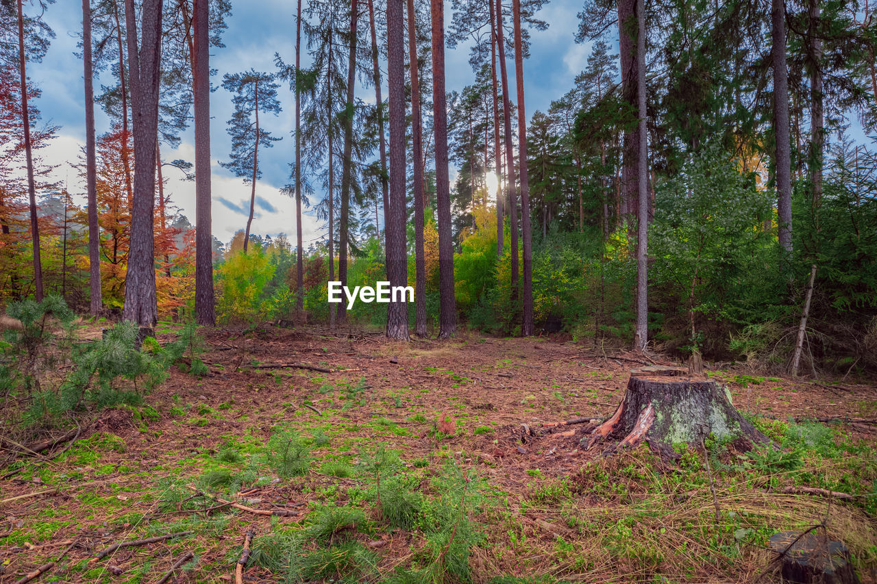 SCENIC VIEW OF FOREST