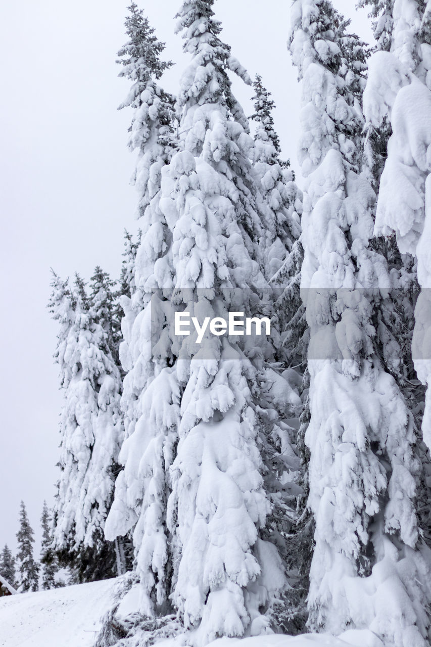 SNOW COVERED TREE IN FOREST