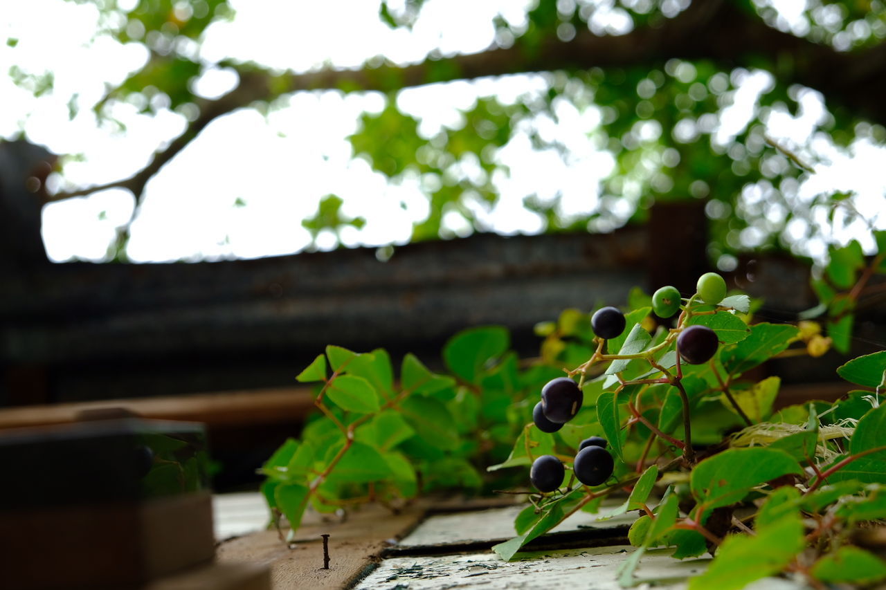 CLOSE-UP OF FRESH GREEN PLANT AGAINST TREE