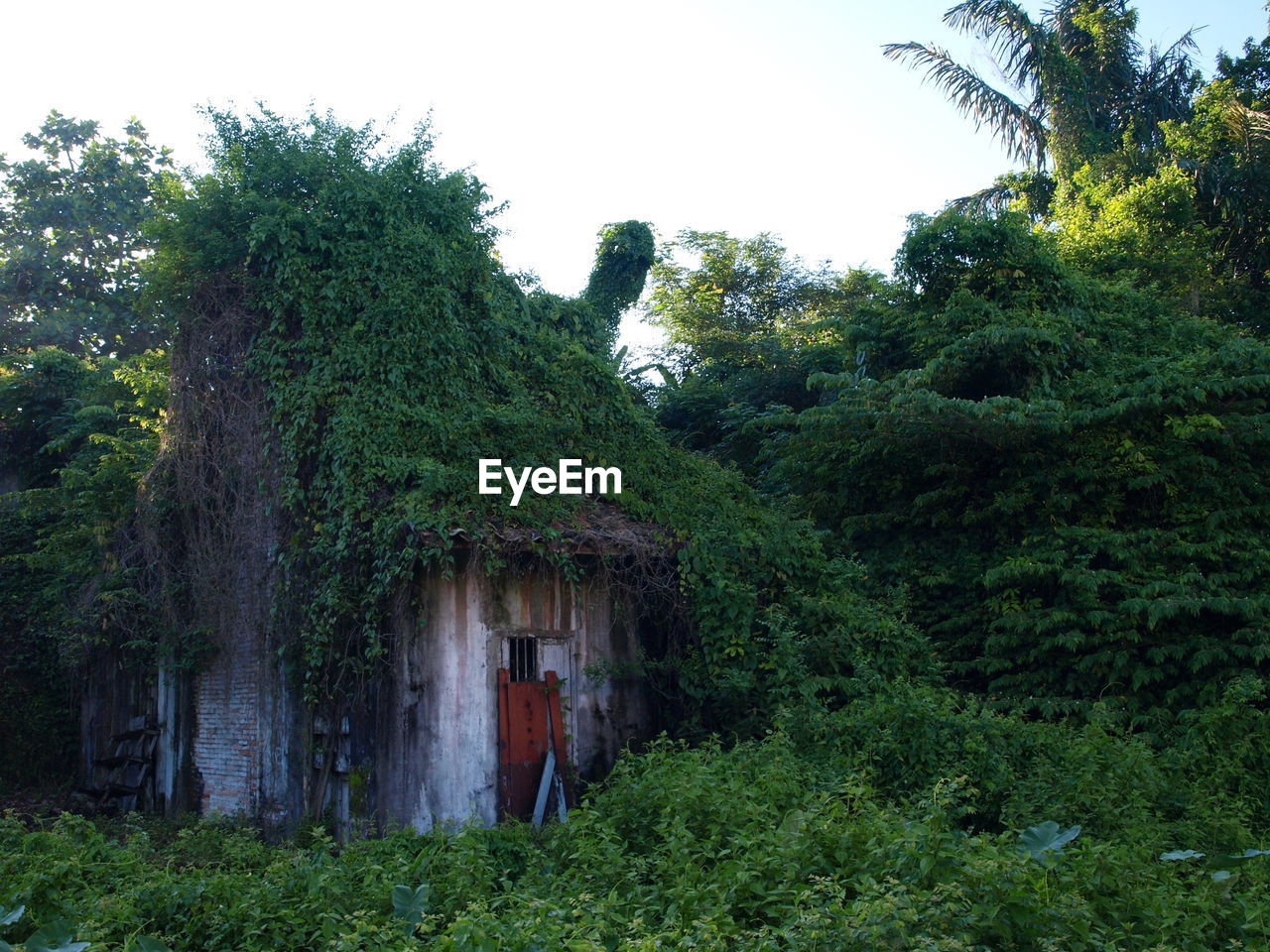 Trees with buildings in background