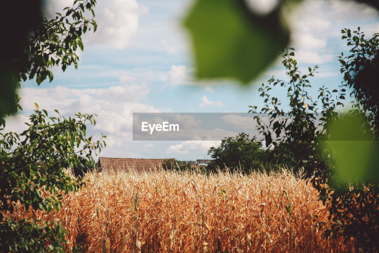 CROPS GROWING ON FIELD AGAINST SKY