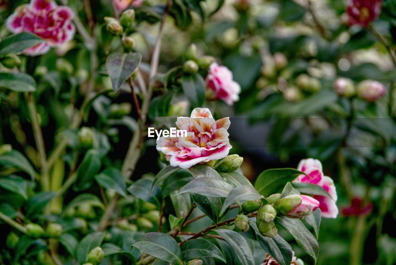 Close-up of pink flowering plant