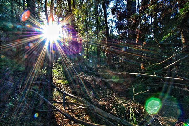 SUN SHINING THROUGH TREES ON SUNNY DAY