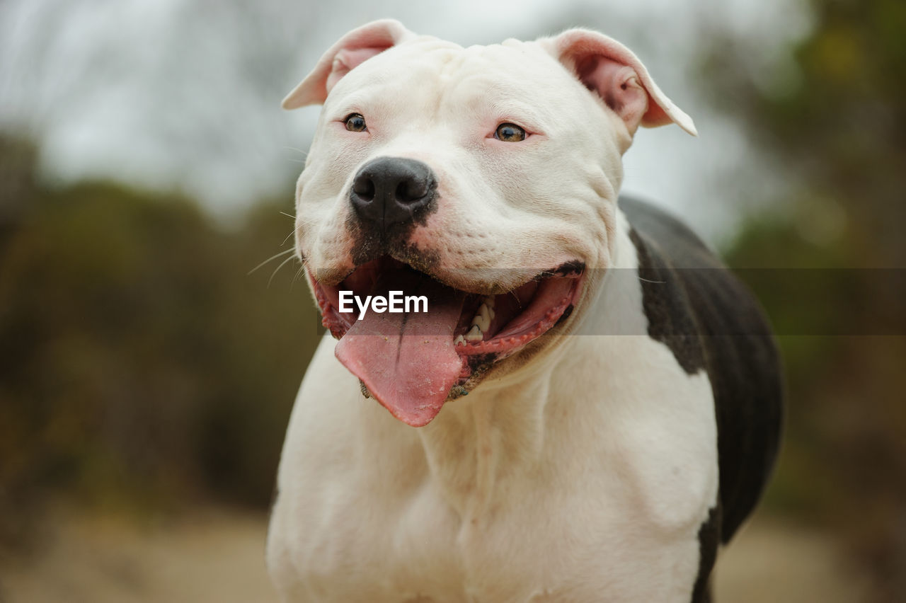 PORTRAIT OF DOG OUTDOORS