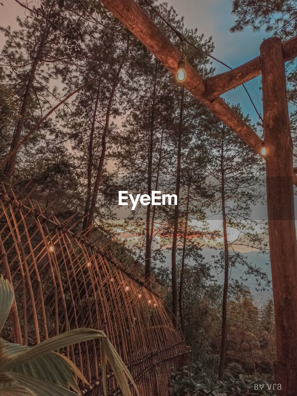 LOW ANGLE VIEW OF TREES GROWING IN FOREST