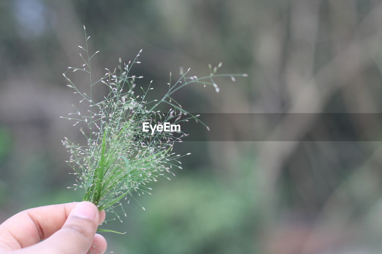 hand, grass, plant, focus on foreground, nature, branch, one person, leaf, close-up, holding, fragility, flower, growth, frost, day, green, outdoors, macro photography, tree, beauty in nature, finger, plant stem, selective focus, freshness, environment, plant part