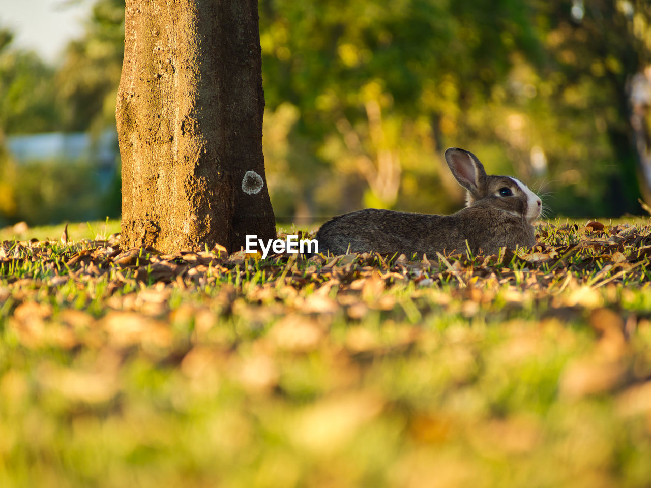 Close-up of rabbit on grass by tree trunk