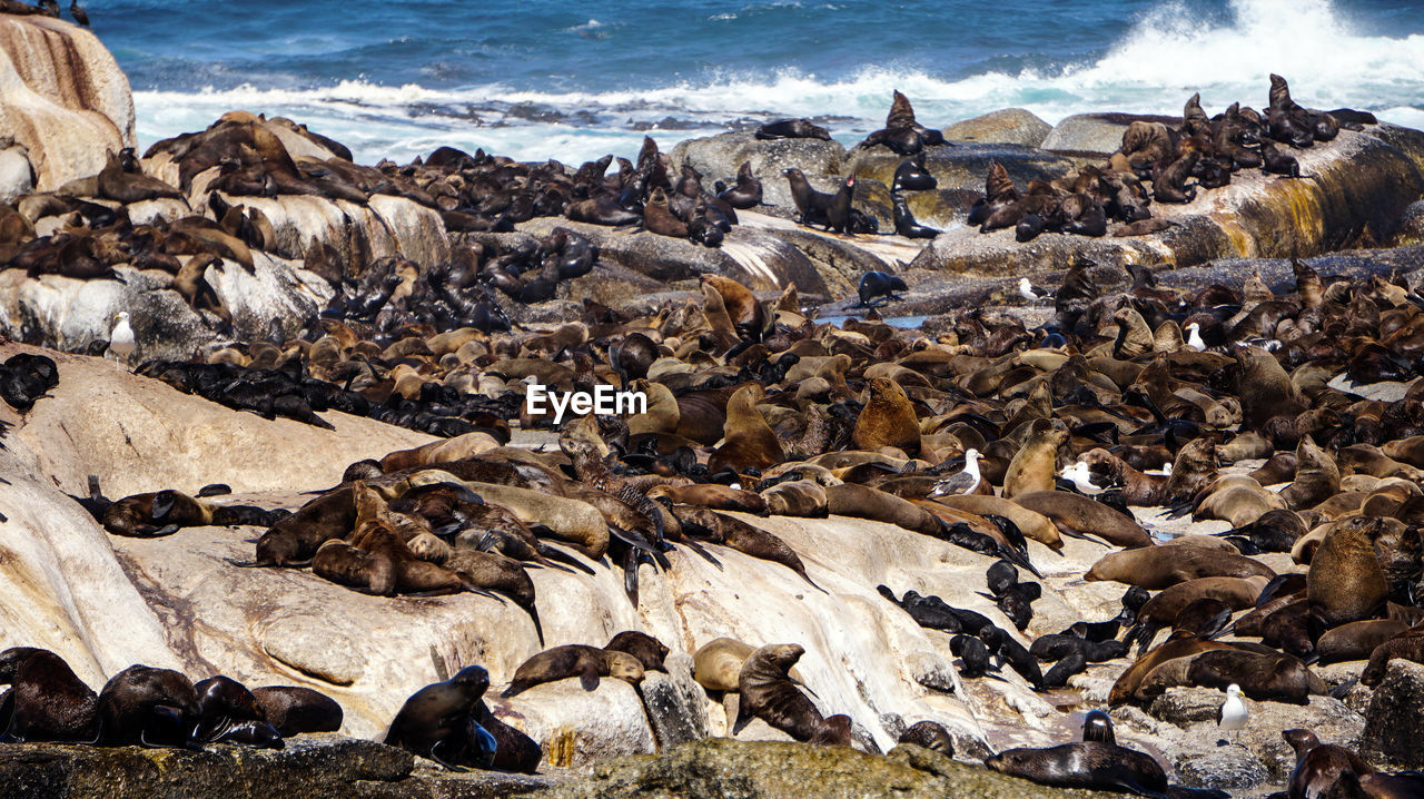 Wild seals laying around seals island in south africa