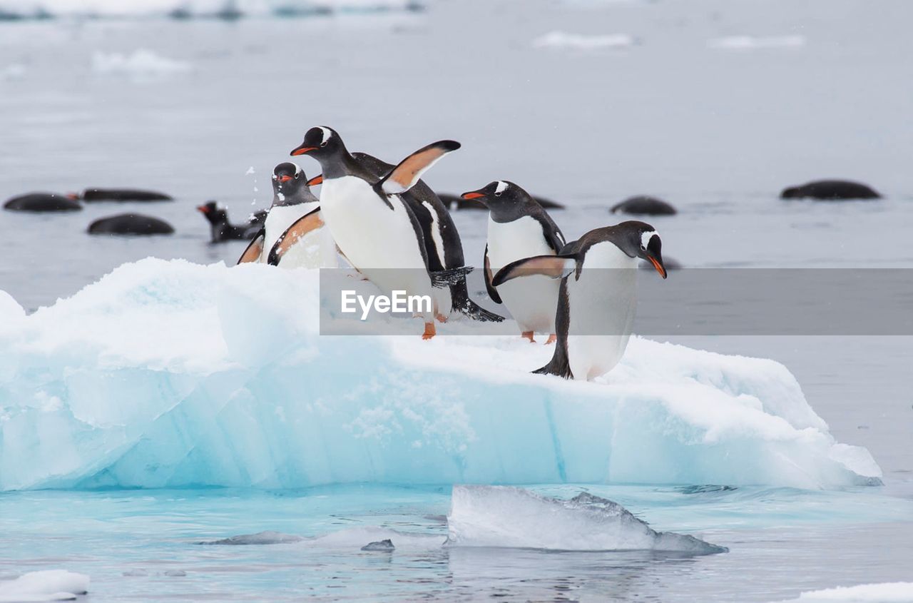 Penguin on snow