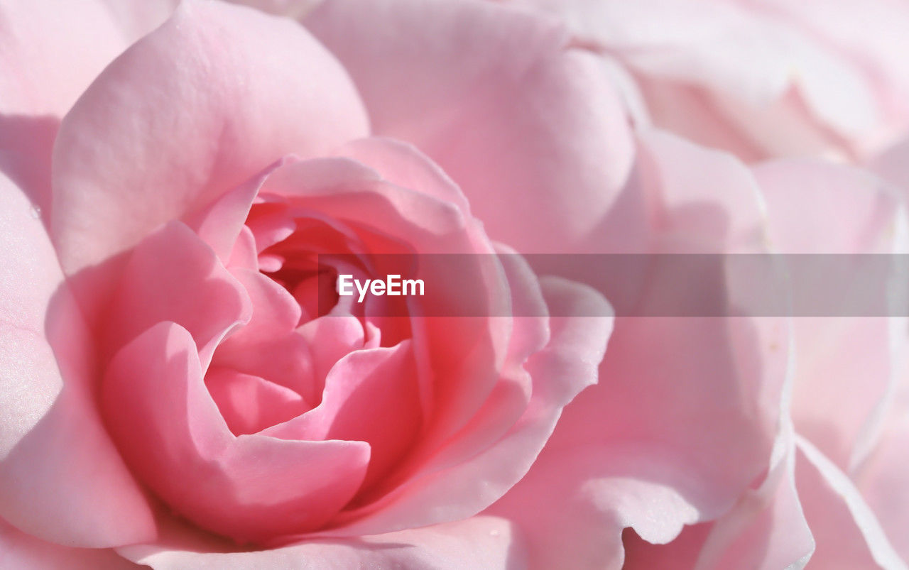 pink, flower, flowering plant, beauty in nature, plant, freshness, petal, rose, close-up, nature, fragility, inflorescence, flower head, no people, growth, macro photography, garden roses, macro, softness, extreme close-up, full frame, backgrounds, springtime, blossom, outdoors