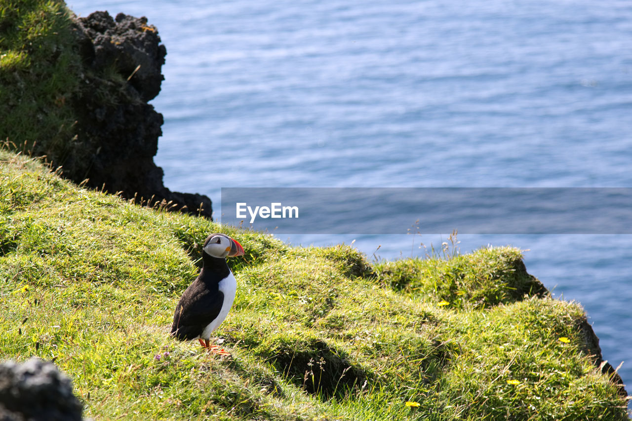Puffin on rock by sea