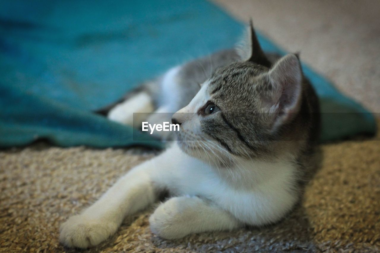 Close-up of cat lying down