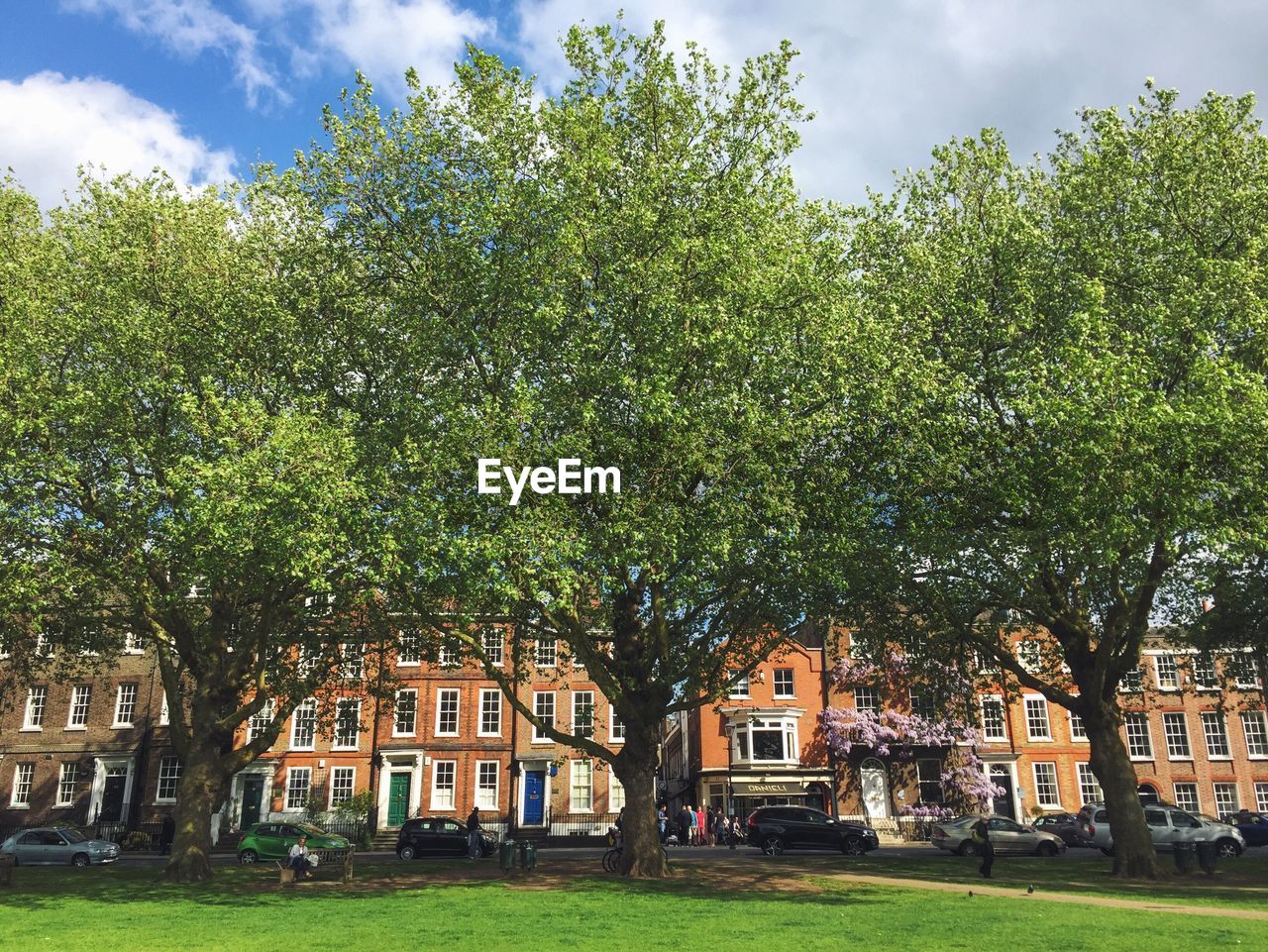 Trees in park