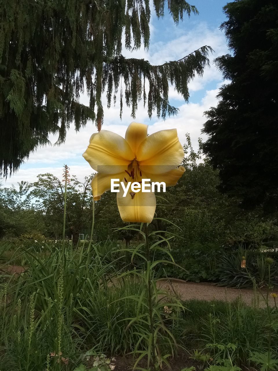 CLOSE-UP OF YELLOW FLOWERING PLANTS AGAINST TREES