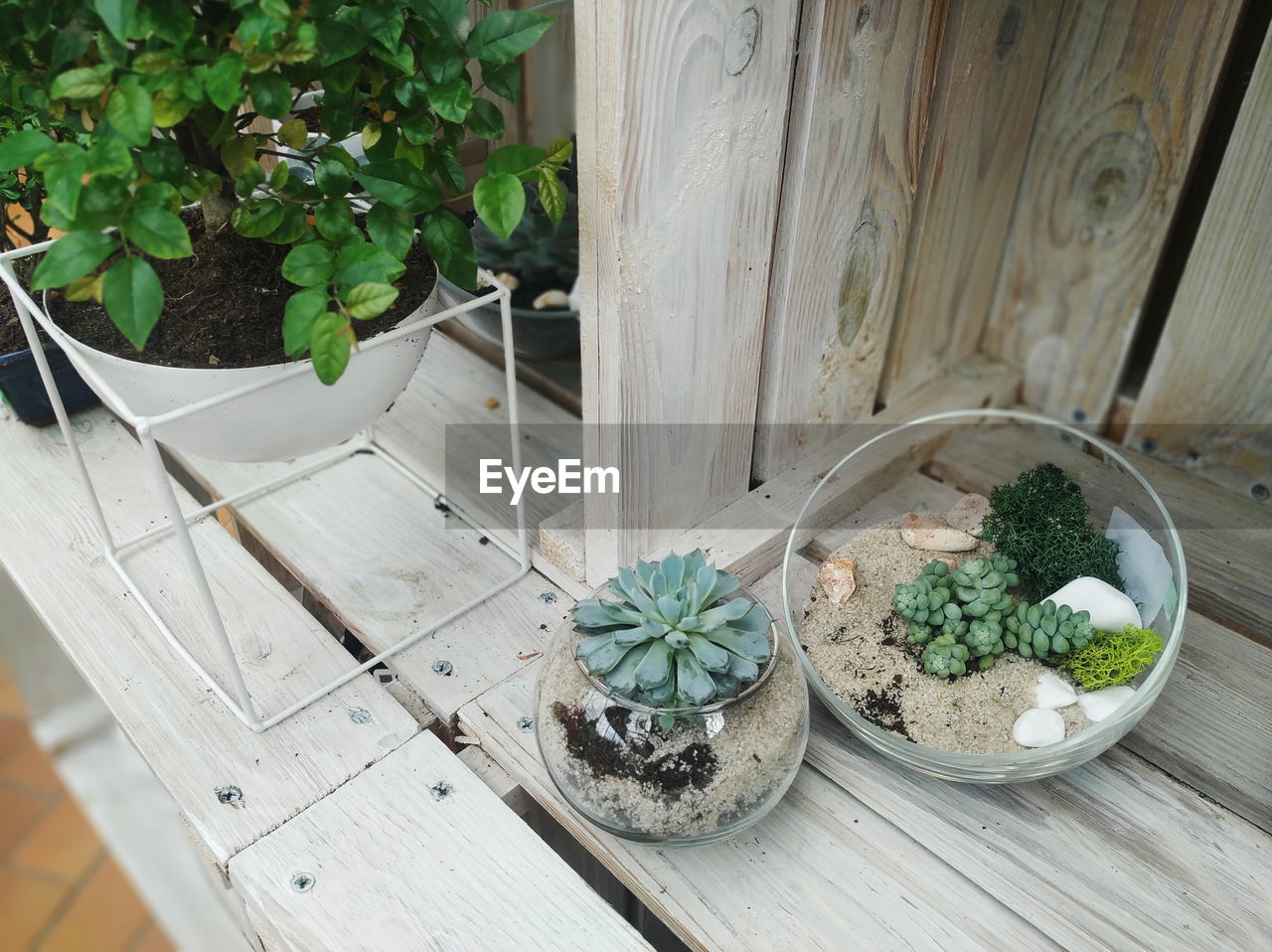 HIGH ANGLE VIEW OF POTTED PLANTS ON WOODEN TABLE