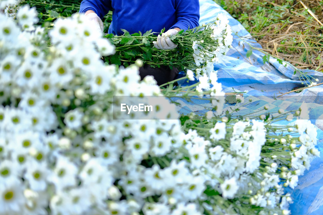 Midsection of farmer arranging flowers outdoors