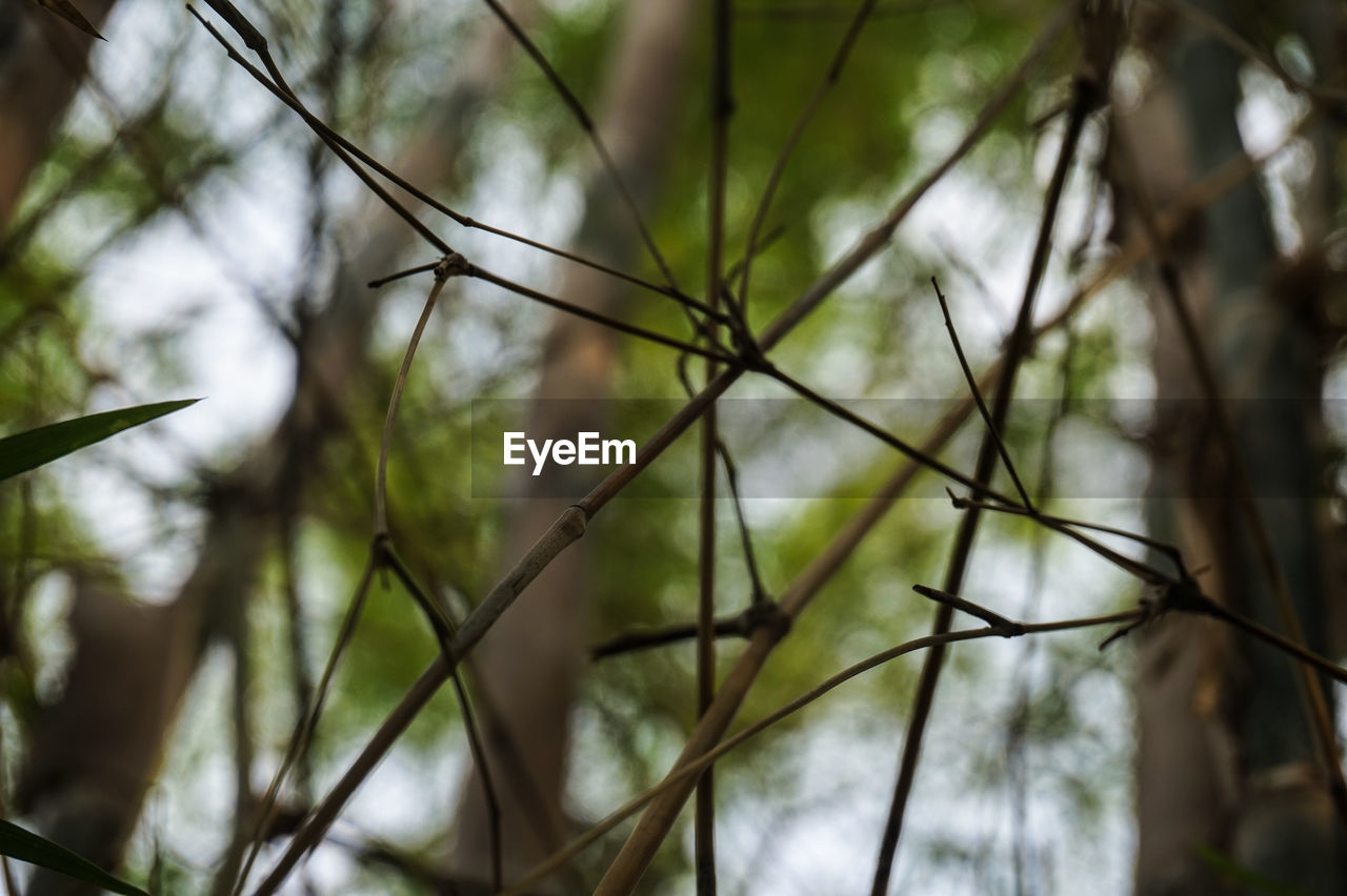 Low angle view of bamboo trees in forest