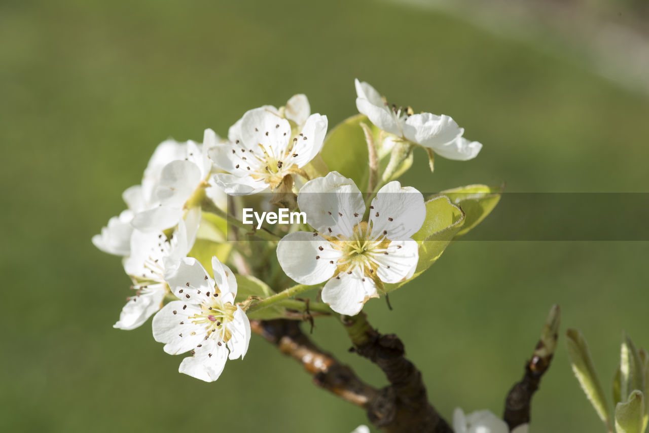 Close-up of fresh white apple blossoms in spring