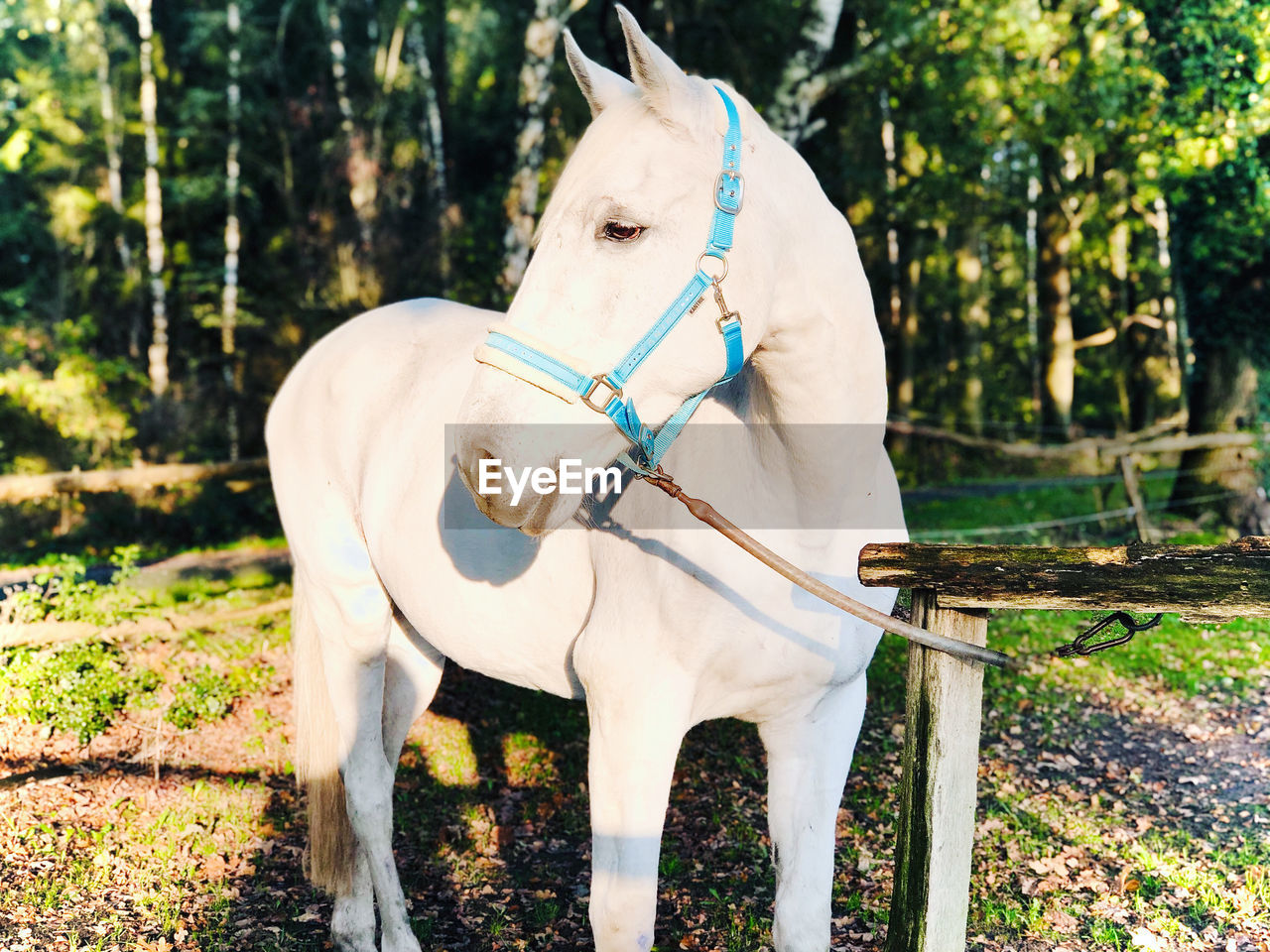 VIEW OF A HORSE IN THE FIELD