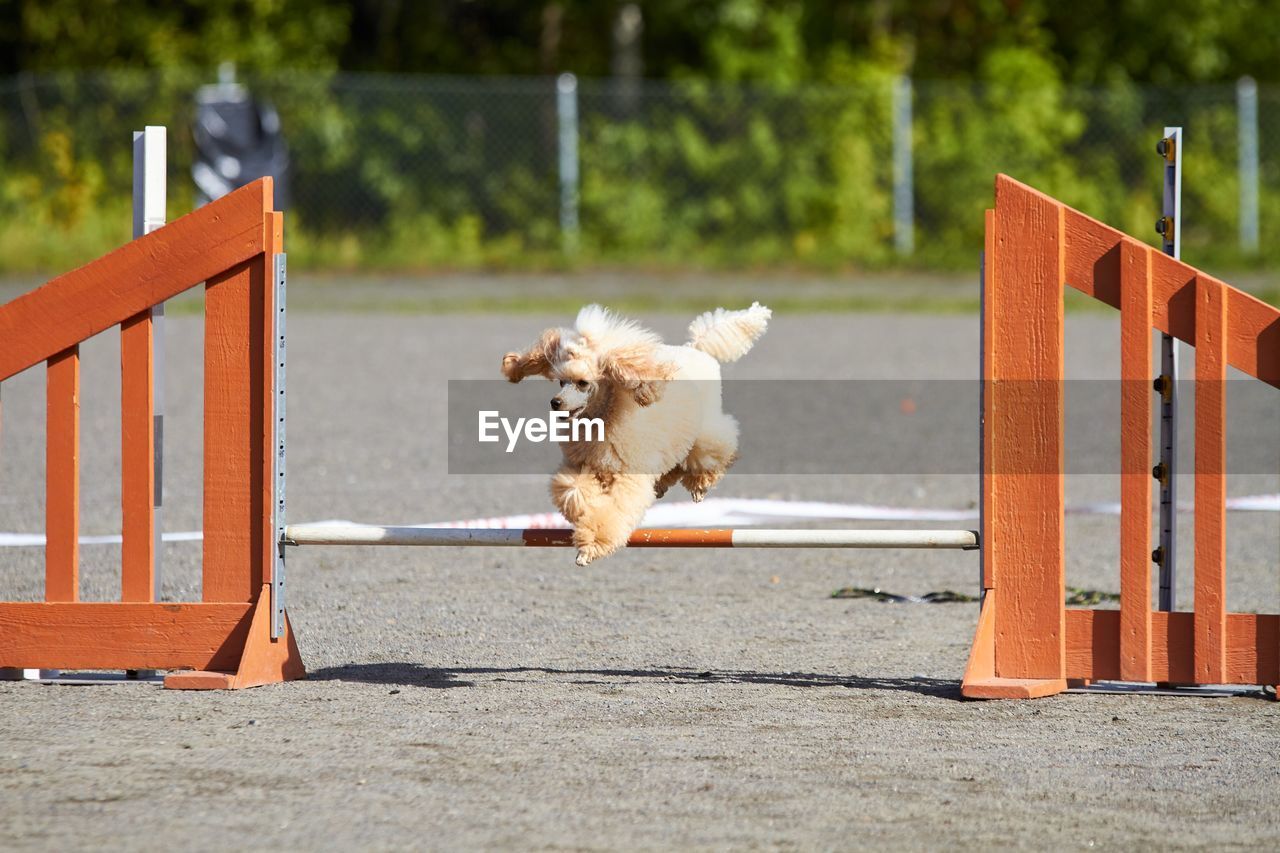 Dog running on seat