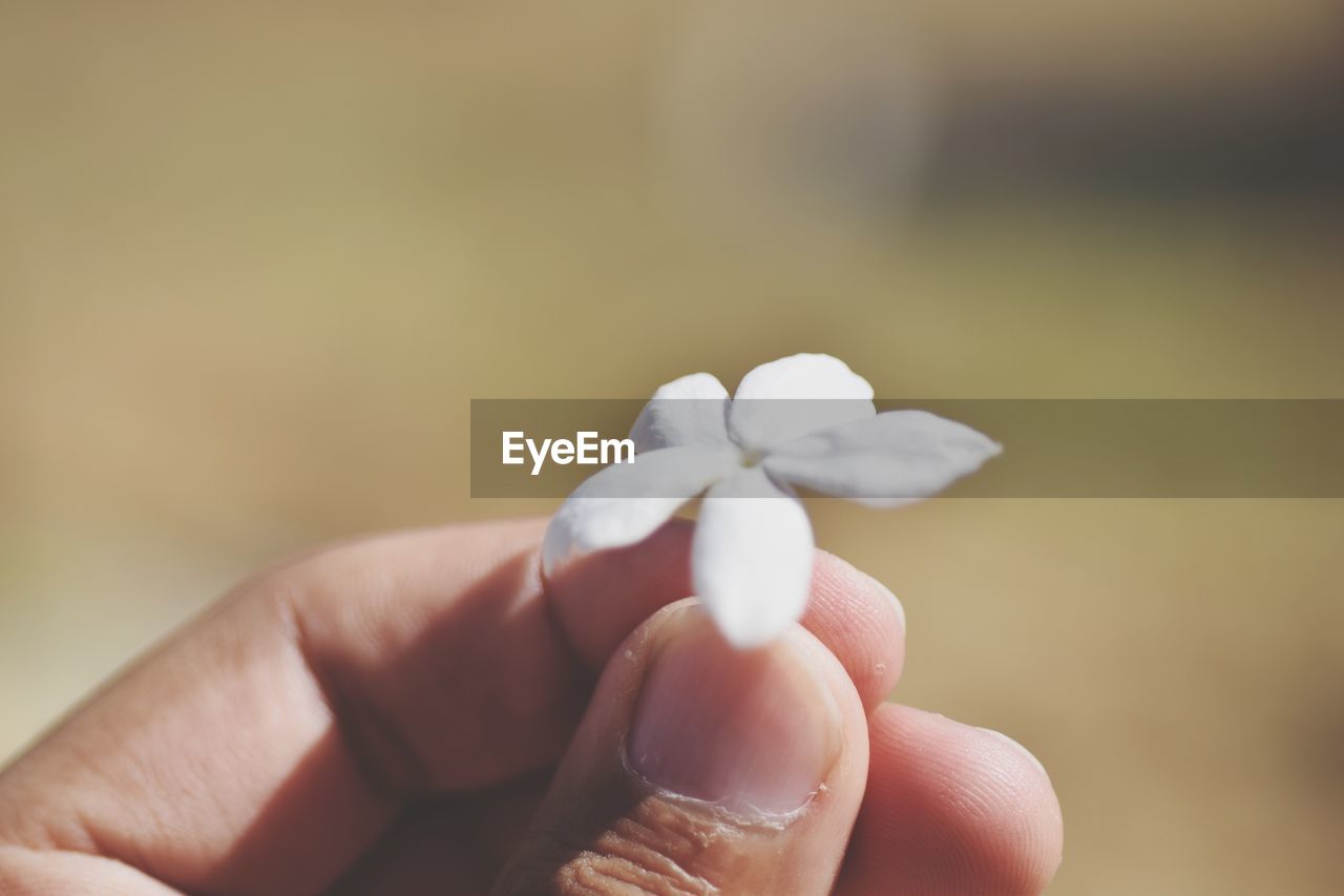 CLOSE-UP OF HAND HOLDING WHITE ROSE AGAINST BLURRED BACKGROUND